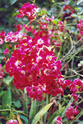 Red Meidiland Rose (Rosa 'Red Meidiland') at Lurvey Garden Center