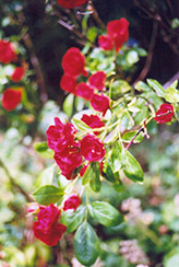 Scarlet Meidiland Rose (Rosa 'Scarlet Meidiland') at Lurvey Garden Center