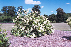White Moth Hydrangea (Hydrangea paniculata 'White Moth') at Lurvey Garden Center