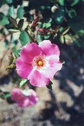 Pink Meidiland Rose (Rosa 'Pink Meidiland') at Lurvey Garden Center