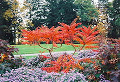 Cutleaf Staghorn Sumac (Rhus typhina 'Laciniata') at Lurvey Garden Center