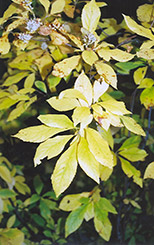 Summersweet (Clethra alnifolia) at Lurvey Garden Center