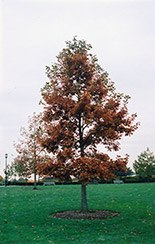 Swamp White Oak (Quercus bicolor) at Lurvey Garden Center