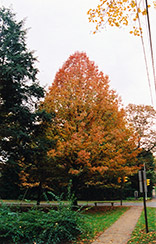 Shumard Oak (Quercus shumardii) at Lurvey Garden Center