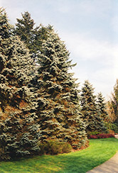 Moorheim Blue Spruce (Picea pungens 'Moerheimii') at Lurvey Garden Center