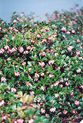 Vancouver Jade Bearberry (Arctostaphylos uva-ursi 'Vancouver Jade') at Lurvey Garden Center