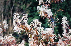 Cole's Select Serviceberry (Amelanchier x grandiflora 'Cole's Select') at Lurvey Garden Center