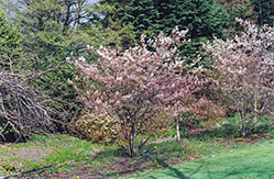 Cole's Select Serviceberry (Amelanchier x grandiflora 'Cole's Select') at Lurvey Garden Center