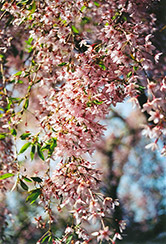 Pink Weeping Higan Cherry (Prunus subhirtella 'Pendula Rosea') at Lurvey Garden Center
