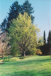 Tricolor Sycamore Maple (Acer pseudoplatanus 'Leopoldii') at Lurvey Garden Center