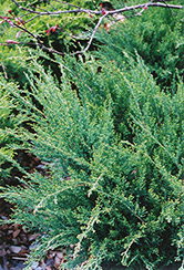 Sea Green Juniper (Juniperus chinensis 'Sea Green') at Lurvey Garden Center