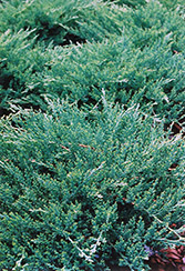 Sargent's Juniper (Juniperus chinensis 'var. sargentii') at Lurvey Garden Center