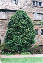 Compact Hinoki Falsecypress (Chamaecyparis obtusa 'Compacta') at Lurvey Garden Center