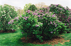 Asessippi Lilac (Syringa x hyacinthiflora 'Asessippi') at Lurvey Garden Center