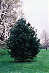 Blue Limber Pine (Pinus flexilis 'Glauca') at Lurvey Garden Center