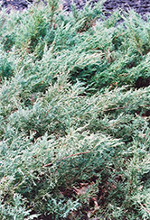 Blue Sargent Juniper (Juniperus chinensis 'var. sargentii Glauca') at Lurvey Garden Center