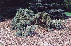 Creeping Blue Spruce (Picea pungens 'Glauca Prostrata') at Lurvey Garden Center