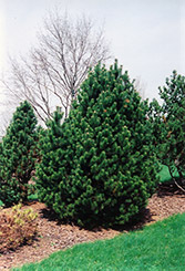 Gnom Mugo Pine (Pinus mugo 'Gnom') at Lurvey Garden Center