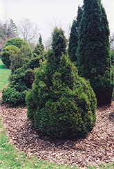 Brabant Arborvitae (Thuja occidentalis 'Brabant') at Lurvey Garden Center
