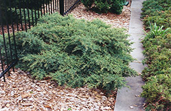 Nick's Compact Juniper (Juniperus x media 'Nick's Compact') at Lurvey Garden Center