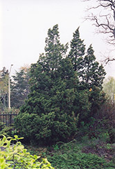 Ames Juniper (Juniperus chinensis 'Ames') at Lurvey Garden Center