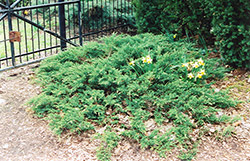 Green Sargent Juniper (Juniperus chinensis 'var. sargentii Viridis') at Lurvey Garden Center