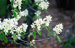 Common Serviceberry (Amelanchier oblongifolia) at Lurvey Garden Center