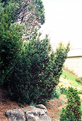 Captain Upright Yew (Taxus cuspidata 'Fastigiata') at Lurvey Garden Center