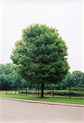 Scanlon Red Maple (Acer rubrum 'Scanlon') at Lurvey Garden Center
