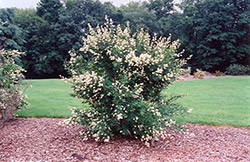 Cheyenne Common Privet (Ligustrum vulgare 'Cheyenne') at Lurvey Garden Center