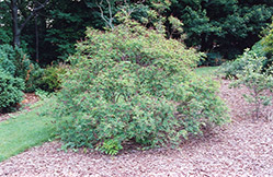 Indigo Bush (Amorpha fruticosa) at Lurvey Garden Center