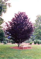 Rohan Purple Beech (Fagus sylvatica 'Rohanii') at Lurvey Garden Center