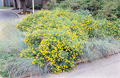 Goldfinger Potentilla (Potentilla fruticosa 'Goldfinger') at Lurvey Garden Center