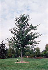 Wier's Cutleaf Silver Maple (Acer saccharinum 'Wieri') at Lurvey Garden Center