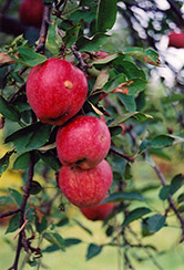 Braeburn Apple (Malus 'Braeburn') at Lurvey Garden Center