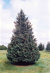 Blue Nootka Cypress (Chamaecyparis nootkatensis 'Glauca') at Lurvey Garden Center