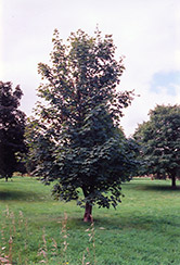 Sycamore Maple (Acer pseudoplatanus) at Lurvey Garden Center