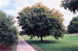 Black Maple (Acer nigrum) at Lurvey Garden Center