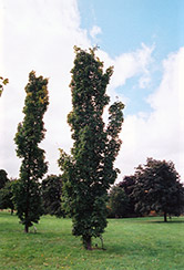 Newton Sentry Sugar Maple (Acer saccharum 'Temple's Upright') at Lurvey Garden Center