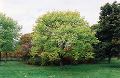 Schlesinger Red Maple (Acer rubrum 'Schlesingeri') at Lurvey Garden Center