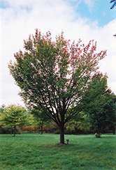Tilford Red Maple (Acer rubrum 'Tilford') at Lurvey Garden Center