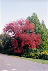 Schlesinger Red Maple (Acer rubrum 'Schlesingeri') at Lurvey Garden Center