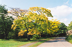 Amur Cork Tree (Phellodendron amurense) at Lurvey Garden Center