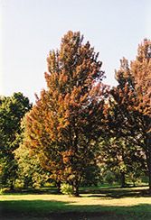 Columnar Red Maple (Acer rubrum 'Columnare') at Lurvey Garden Center