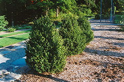 Green Mountain Boxwood (Buxus 'Green Mountain') at Lurvey Garden Center