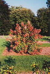 Tardiva Hydrangea (Hydrangea paniculata 'Tardiva') at Lurvey Garden Center