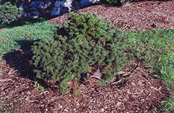 Minima Spruce (Picea abies 'Minima') at Lurvey Garden Center