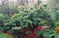 Franklin Tree (Franklinia alatamaha) at Lurvey Garden Center