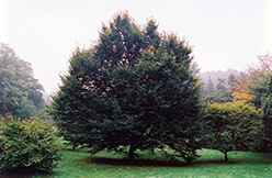 European Hornbeam (Carpinus betulus) at Lurvey Garden Center