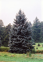 Hoopsii Blue Spruce (Picea pungens 'Hoopsii') at Lurvey Garden Center